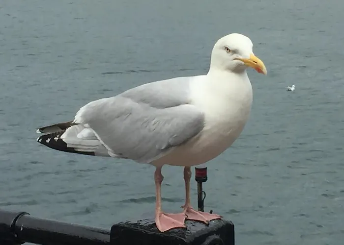 The Woodlands 桑森德