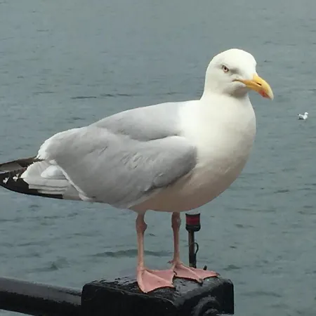 The Woodlands Sandsend